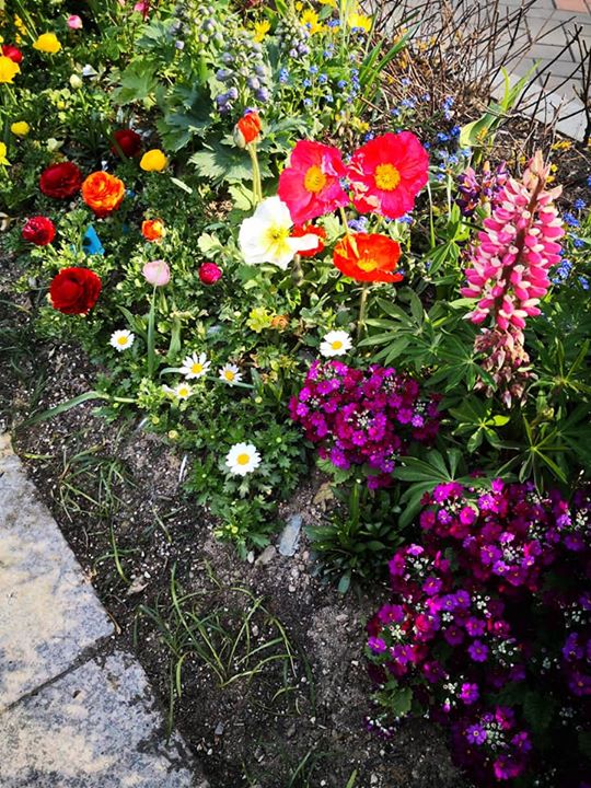 春天的邂逅～
首尔的"花花" 世界

Spring Blooms @ Seoul
#Gokaikai #Seoul #我的两亩田 #springtravel