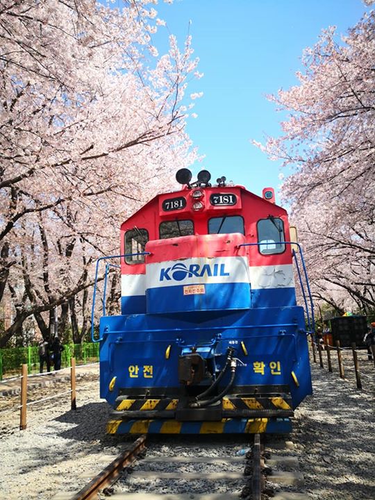 一株株盛开的樱花, 点缀了古老铁道, 迷惑了追櫻旅人～
鎮海慶和火車站

Blue sunny sky @ 14°C. 
Cherry blossom by the nostalgic railway ~
Jihae Gyeonghwa Station

#Gokaikai #jihae #cherryblossom #我的两亩田 #生活旅游